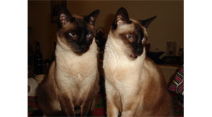 Foto de eneldiario Gata